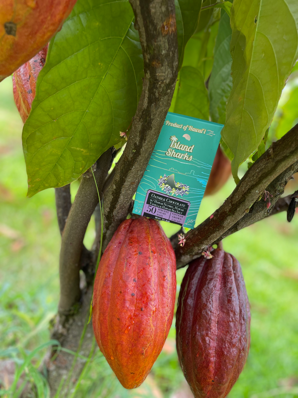 45% Oatmilk Chocolate w/ Waipi'o Vanilla